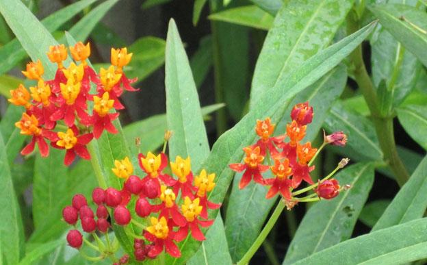 butterfly, weed, plant, perennials, louisiana, nursery