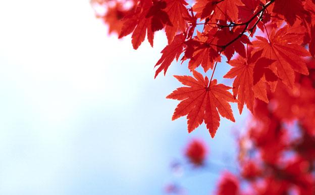 Japanese Red Maple, trees, tree, plant, louisiana, nursery, ornamental