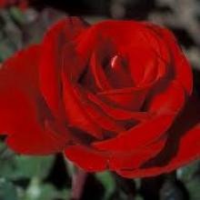 Roses-Crimson Bouquet