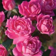 Roses-Knockout Double Pink
