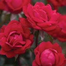 Rose- Double Red Knockout