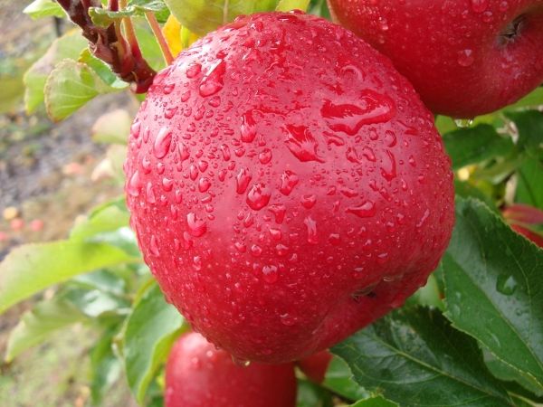 Fruit trees that grow in northern louisiana