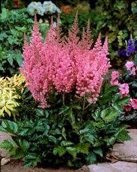 astilbe 'visions in pink'