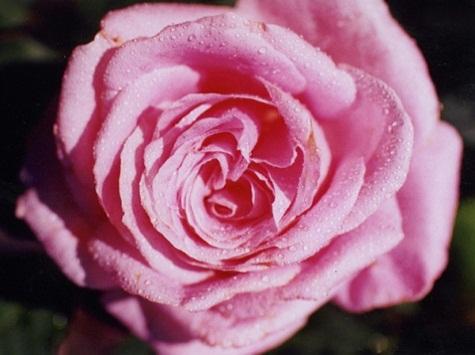 Rose-Belinda's Dream