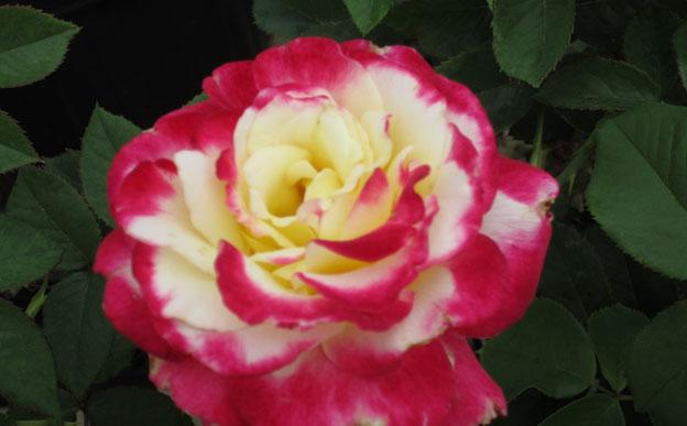 double delight rose, louisiana, plant, rose, roses, nursery