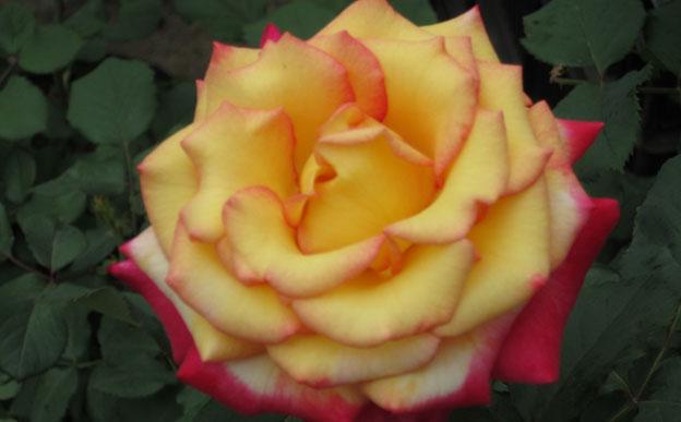 dream come true rose, plant, roses, rose, louisiana, nursery