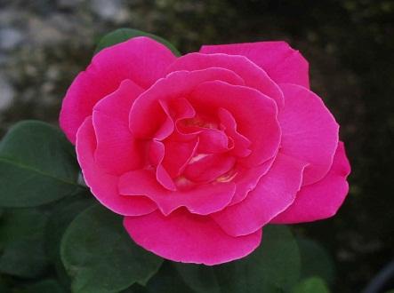 Rose-Perfume Delight