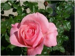 Rose-Queen Elizabeth