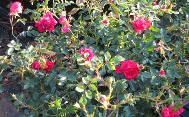 Red Drift Rose | Louisiana Nursery