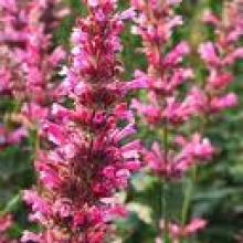 agastache 'red fortune'
