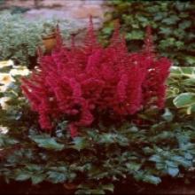 Astilbe 'visions in red'