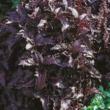 Herb-Purple Ruffle Basil