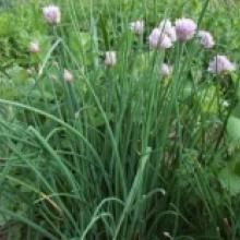 Herb-Onion Chives