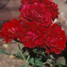 Rose-Climbing Don Juan