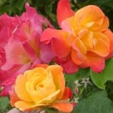 Rose-Climbing Joseph's Coat