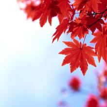 Japanese Red Maple, trees, tree, plant, louisiana, nursery, ornamental