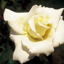 Rose-John F. Kennedy