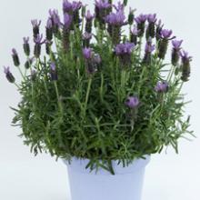Herb-Grand Purple Lavender