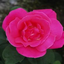 Rose-Perfume Delight