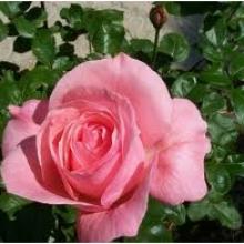 Rose-Queen Elizabeth